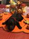 Goldendoodle Puppies for sale in Martinez, CA 94553, USA. price: $1,400