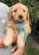 Goldendoodle Puppies for sale in Grand Ridge, IL 61325, USA. price: NA
