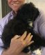 Goldendoodle Puppies for sale in Palm Desert, CA, USA. price: NA