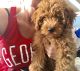 Goldendoodle Puppies for sale in Bristol, TN, USA. price: NA