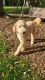 Goldendoodle Puppies for sale in Anoka, MN, USA. price: $350