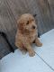 Goldendoodle Puppies for sale in Traverse City, MI, USA. price: $1,000