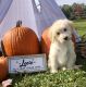 Goldendoodle Puppies for sale in Port Huron, MI, USA. price: NA
