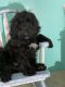 Goldendoodle Puppies for sale in Red House, WV, USA. price: NA