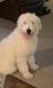 Goldendoodle Puppies for sale in Santee, CA, USA. price: NA