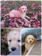 Goldendoodle Puppies for sale in ID-44, Star, ID, USA. price: NA