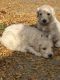 Goldendoodle Puppies for sale in Provo, UT, USA. price: $800