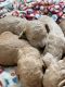 Goldendoodle Puppies for sale in Ogden, UT, USA. price: NA