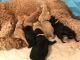 Goldendoodle Puppies for sale in Paris, TX, USA. price: NA