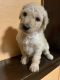 Goldendoodle Puppies for sale in Indianapolis, IN, USA. price: $1,000