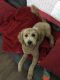 Goldendoodle Puppies for sale in Summerville, SC, USA. price: $850