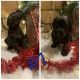 Goldendoodle Puppies for sale in Ledbetter, KY 42058, USA. price: NA