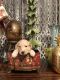 Goldendoodle Puppies for sale in Portage Park, Chicago, IL, USA. price: NA
