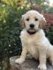 Goldendoodle Puppies for sale in Springville, CA 93265, USA. price: NA