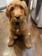 Goldendoodle Puppies for sale in White Plains, NY, USA. price: $1,050