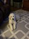 Goldendoodle Puppies for sale in Colorado Springs, CO, USA. price: NA