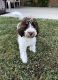 Goldendoodle Puppies for sale in Friendswood, TX, USA. price: NA
