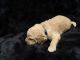 Goldendoodle Puppies for sale in Holt, MO 64048, USA. price: NA