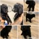 Goldendoodle Puppies for sale in Eastvale, CA, USA. price: NA