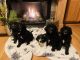 Goldendoodle Puppies for sale in Minneapolis, MN, USA. price: $1,499