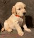 Goldendoodle Puppies for sale in Marshfield, WI 54449, USA. price: NA