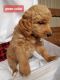 Goldendoodle Puppies for sale in Laurens, SC 29360, USA. price: $700