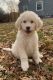 Goldendoodle Puppies for sale in Hannibal, MO 63401, USA. price: $1,500