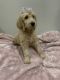 Goldendoodle Puppies for sale in Richland, MO 65556, USA. price: $700