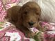 Goldendoodle Puppies for sale in Heber Springs, AR 72543, USA. price: NA