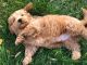 Goldendoodle Puppies for sale in Milltown, NJ, USA. price: NA