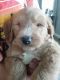 Goldendoodle Puppies for sale in Coolidge, AZ 85128, USA. price: $1,100