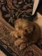 Goldendoodle Puppies for sale in Muncie, IN, USA. price: NA