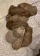 Goldendoodle Puppies for sale in Pepper Pike, OH 44124, USA. price: NA