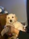 Goldendoodle Puppies for sale in Plainfield, IL, USA. price: $1,200
