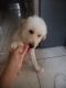 Goldendoodle Puppies for sale in Dania Beach, FL 33004, USA. price: $2,800