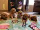 Goldendoodle Puppies for sale in Canton, NC 28716, USA. price: NA