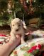 Goldendoodle Puppies for sale in Fishers, IN, USA. price: NA