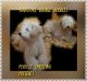 Goldendoodle Puppies for sale in Celina, OH 45822, USA. price: $500
