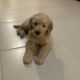Goldendoodle Puppies for sale in Kissimmee, FL, USA. price: $1,100