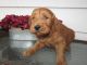 Goldendoodle Puppies for sale in Kalamazoo, MI, USA. price: NA