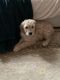 Goldendoodle Puppies for sale in Alexandria, VA 22314, USA. price: NA
