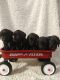 Goldendoodle Puppies for sale in Euclid, MN 56722, USA. price: NA