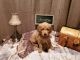 Goldendoodle Puppies for sale in Spirit Lake, ID 83869, USA. price: $1,000