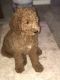 Goldendoodle Puppies for sale in 2364 County Rd 2605, Moberly, MO 65270, USA. price: NA