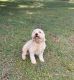 Goldendoodle Puppies for sale in Brandon, FL, USA. price: NA