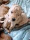 Goldendoodle Puppies for sale in Everett, WA, USA. price: $1,500