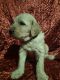 Goldendoodle Puppies for sale in Prospect, VA 23960, USA. price: NA