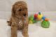 Goldendoodle Puppies for sale in Greenville, NC, USA. price: $1,100