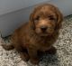 Goldendoodle Puppies for sale in Manchester, NH, USA. price: NA