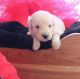 Goldendoodle Puppies for sale in Charlotte, NC, USA. price: $1,500